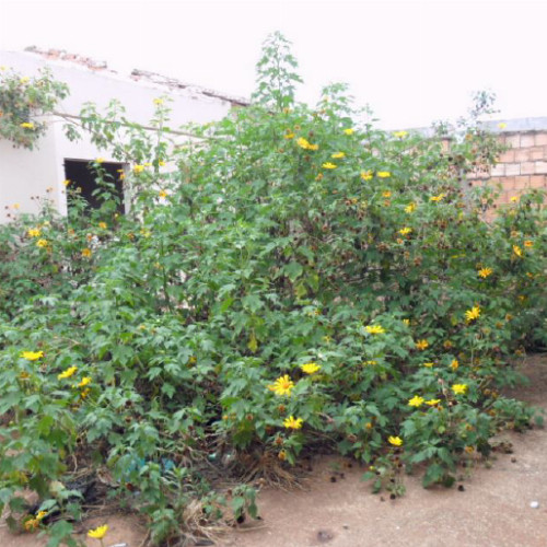 casa-2-ha-rua-10-10-quadra-53-jardim-america-iv-aguas-lindas-de-goias-go-cep-72915-000