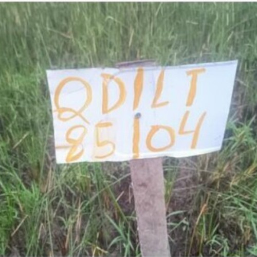 terreno-156-alq-avenida-q-lote-03-e-04-quadra-85-vila-rica-do-abais-itaporanga-dajuda-se-cep-49120-000