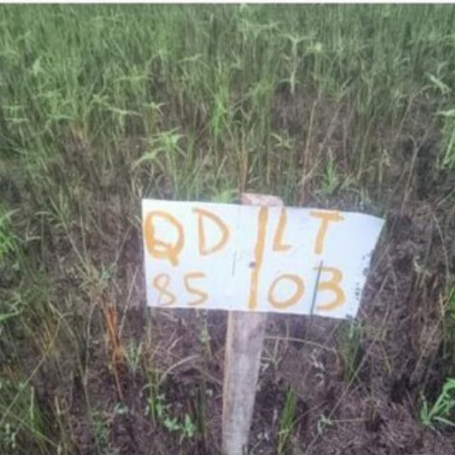 terreno-156-alq-avenida-q-lote-03-e-04-quadra-85-vila-rica-do-abais-itaporanga-dajuda-se-cep-49120-000
