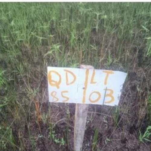 terreno-156-alq-avenida-q-lote-03-e-04-quadra-85-vila-rica-do-abais-itaporanga-dajuda-se-cep-49120-000