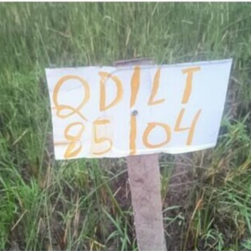 terreno-156-alq-avenida-q-lote-03-e-04-quadra-85-vila-rica-do-abais-itaporanga-dajuda-se-cep-49120-000