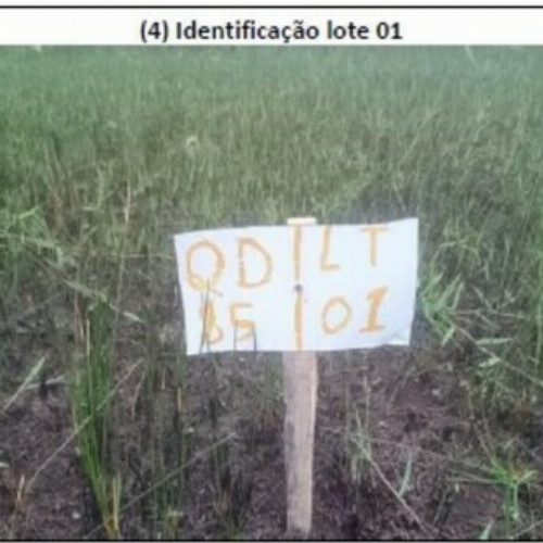 terreno-161-alq-avenida-q-lote-01-e-02-quadra-85-vila-rica-do-abais-itaporanga-dajuda-se-cep-49120-000
