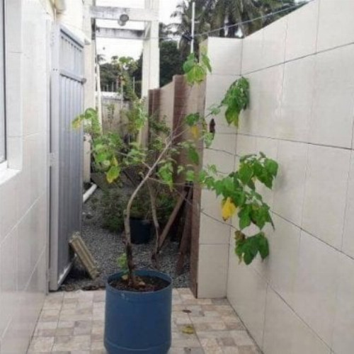 casa-186-alq-372-alq-alameda-alamandas-null-null-porto-coqueiral-ipojuca-pe-cep-55590-000