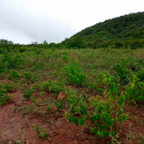 terreno-161-ha-rua-projetada-09-lt-01-da-qd-b12-lot-cidade-araguaia-dist-pao-de-acucar-taquaritinga-do-norte-pe-cep-55790-000_10472