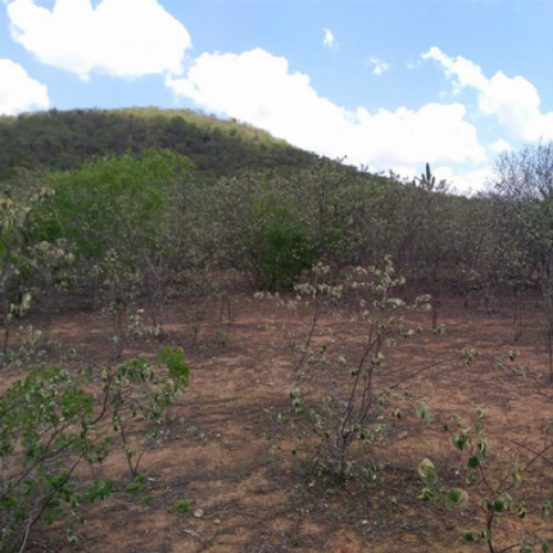 terreno-212-ha-rua-projetada-26-lt-01-da-qd-b10-lot-cidade-araguaia-dist-pao-de-acucar-taquaritinga-do-norte-pe-cep-55790-000