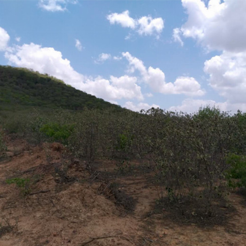 terreno-212-ha-rua-projetada-26-lt-01-da-qd-b10-lot-cidade-araguaia-dist-pao-de-acucar-taquaritinga-do-norte-pe-cep-55790-000