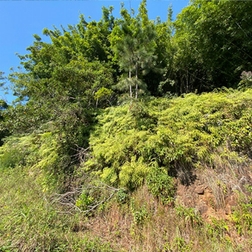 terreno-228-ha-rua-rui-silva-nao-se-aplica-garcia-blumenau-sc-cep-89021-430
