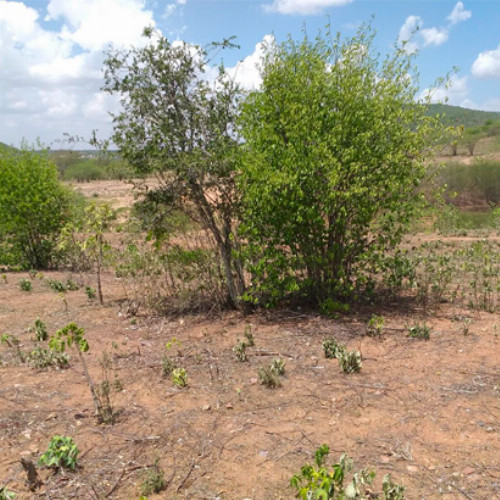 terreno-83-alq-av-projetada-03-lt-unico-da-qd-c-05-lot-cidade-araguaia-dist-pao-de-acucar-taquaritinga-do-norte-pe-cep-55790-000_7477