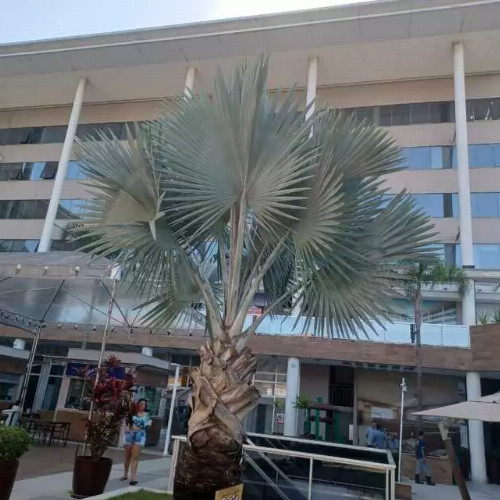 loja-6900m2-avenida-miguel-antonio-fernandes-1333-loja-119-da-ala-a-empreendimento-comercial-vertice-mall-offices-recreio-dos-bandeirantes-rio-de-janeiro-rj-cep-33406-011